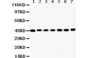 Anti- Decorin Picoband antibody, Western blotting All lanes: Anti Decorin  at 0. (Decorin Antikörper  (AA 31-359))