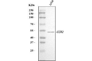 Western blot analysis of CCR2 using anti-CCR2 antibody (ABIN7602136).