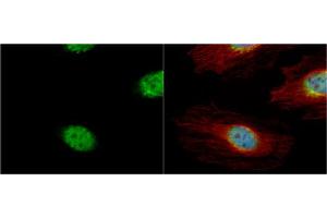 Immunofluorescence (IF) image for anti-Cyclin A2 (CCNA2) antibody (ABIN2855543)