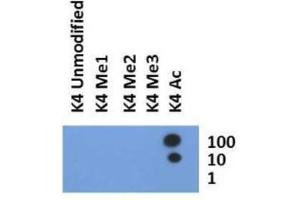 Dot Blot (DB) image for anti-Histone 3 (H3) (H3K4ac) antibody (ABIN5706770)