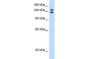 Western Blotting (WB) image for anti-Myb-Binding Protein 1A (MYBBP1A) antibody (ABIN2461613) (MYBBP1A Antikörper)