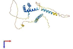 BARX Homeobox 2 Protein (BARX2) (AA 1-283) (His tag)