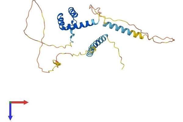 BARX Homeobox 2 Protein (BARX2) (AA 1-283) (His tag)