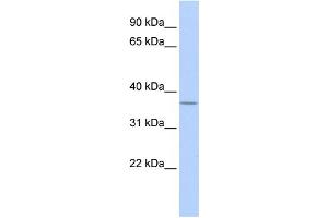 WB Suggested Anti-MTHFD2 Antibody Titration:  0. (MTHFD2 Antikörper  (N-Term))