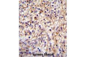 CLEC11A Antibody (Center) immunohistochemistry analysis in formalin fixed and paraffin embedded human spleen tissue followed by peroxidase conjugation of the secondary antibody and DAB staining.