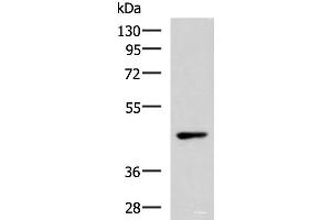Western blot analysis of 293T cell lysate using WNT9A Polyclonal Antibody at dilution of 1:500