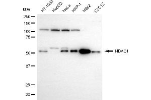 Western blotting analysis using HDAC1 antibody (ABIN7798923).