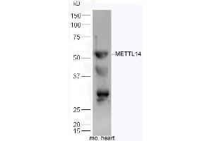 Mouse heart lysates probed with Anti-Mettl14 Polyclonal Antibody, Unconjugated  at 1:300 overnight at 4˚C. (METTL14 Antikörper  (AA 21-120))