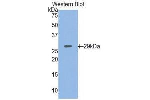 Western Blotting (WB) image for anti-Myosin Heavy Chain 4, Skeletal Muscle (MYH4) (AA 1259-1495) antibody (ABIN1859928) (MYH4 Antikörper  (AA 1259-1495))