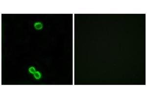 Immunofluorescence (IF) image for anti-Ribosomal Protein L3-Like (RPL3L) (Internal Region) antibody (ABIN1850642) (RPL3L Antikörper  (Internal Region))