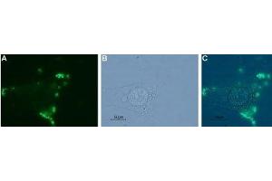 Immunocytochemistry (ICC) image for anti-Neurotensin Receptor 1 (High Affinity) (NTSR1) (AA 209-224), (Extracellular) antibody (ABIN7043383)