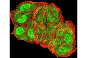 Immunofluorescence analysis of Hela cells using TFAP2A mouse mAb (green). (TFAP2A Antikörper  (AA 105-211))