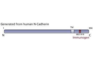 Image no. 3 for anti-Cadherin 2 (CDH2) (AA 802-819) antibody (ABIN968250) (N-Cadherin Antikörper  (AA 802-819))