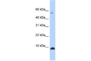 Western Blotting (WB) image for anti-Chemokine (C-X-C Motif) Ligand 6 (CXCL6) antibody (ABIN2457892) (CXCL6 Antikörper)
