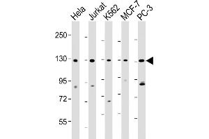 RFX1 antibody  (C-Term)
