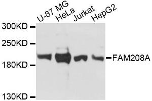 Western blot analysis of extracts of various cell lines, using FAM208A antibody. (FAM208A Antikörper)