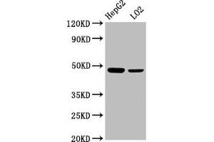 Western Blot Positive WB detected in: HepG2 whole cell lysate, LO2 whole cell lysate All lanes: SMAD7 antibody at 2.