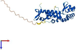STK19 Protein (AA 1-254) (His tag)