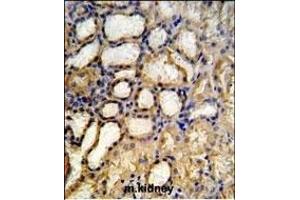 RT33 Antibody (C-term) (ABIN651324 and ABIN2840188) IHC analysis in formalin fixed and paraffin embedded mouse kidney tissue followed by peroxidase conjugation of the secondary antibody and DAB staining. (MRPS33 Antikörper  (C-Term))