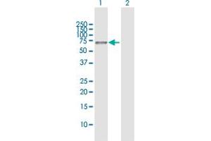 Western Blot analysis of PCK1 expression in transfected 293T cell line by PCK1 MaxPab polyclonal antibody. (PCK1 Antikörper  (AA 1-622))