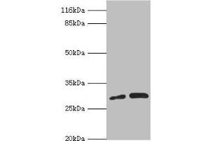 PSMF1 Antikörper  (AA 1-271)