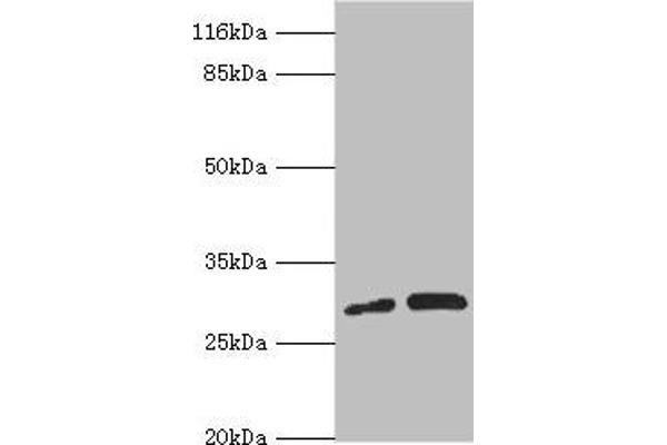 PSMF1 抗体  (AA 1-271)