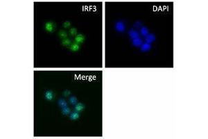 Immunofluorescence (IF) image for anti-Interferon Regulatory Factor 3 (IRF3) antibody (ABIN2666278) (IRF3 Antikörper)