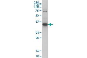 Western Blotting (WB) image for anti-Zic Family Member 4 (ZIC4) (AA 249-320) antibody (ABIN466251) (ZIC4 Antikörper  (AA 249-320))