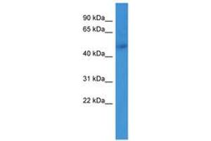 Image no. 1 for anti-Adrenergic, alpha-1B-, Receptor (ADRA1B) (AA 169-218) antibody (ABIN6746727) (ADRA1B Antikörper  (AA 169-218))