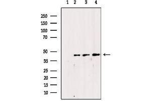 Western Blotting (WB) image for anti-Casein Kinase 2 alpha 1 (CSNK2A1) (N-Term) antibody (ABIN6260852)