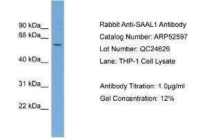WB Suggested Anti-SAAL1  Antibody Titration: 0. (SAAL1 Antikörper  (Middle Region))