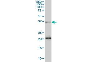 FUSIP1 monoclonal antibody (M03), clone 1A6 Western Blot analysis of FUSIP1 expression in Hela S3 NE .