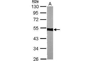 WB Image Sample (30 ug of whole cell lysate) A: NIH-3T3 10% SDS PAGE antibody diluted at 1:1000 (alpha Tubulin Antikörper)
