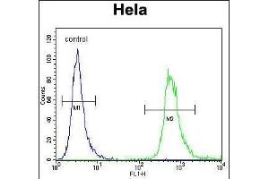 WDR3 Antibody (N-term) (ABIN656456 and ABIN2845740) flow cytometric analysis of Hela cells (right histogram) compared to a negative control cell (left histogram). (WDR3 Antikörper  (N-Term))