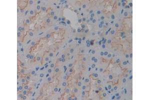 IHC-P analysis of kidney tissue, with DAB staining. (TGOLN2 Antikörper  (AA 22-323))