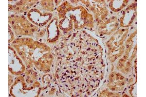IHC image of ABIN7168103 diluted at 1:300 and staining in paraffin-embedded human kidney tissue performed on a Leica BondTM system.