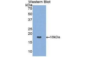 Western Blotting (WB) image for anti-Neurotrophin 4 (NTF4) (AA 80-209) antibody (ABIN3209310) (Neurotrophin 4 Antikörper  (AA 80-209))