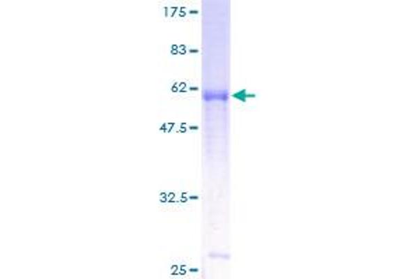 IL9 Receptor Protein (AA 1-332) (GST tag)