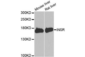 Western blot analysis of extracts of various cell lines, using INSR antibody (ABIN5970115) at 1/1000 dilution.