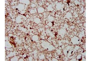 IHC image of ABIN7165027 diluted at 1:400 and staining in paraffin-embedded human brain tissue performed on a Leica BondTM system. (AHNAK2 Antikörper  (AA 195-349))