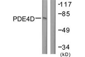 Western blot analysis of extracts from K562 cells, treated with H2O2 100uM 30', using PDE4D (Ab-190/53) Antibody.