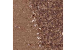 Immunohistochemical staining of human cerebellum with NAE1 polyclonal antibody  shows strong nuclear positivity in Purkinje cells. (NAE1 Antikörper)