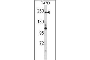 Western blot analysis in T47D cell line lysates (35ug/lane). (PPL Antikörper  (C-Term))