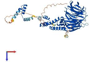 FBXW11 Protein (AA 1-542) (His tag)