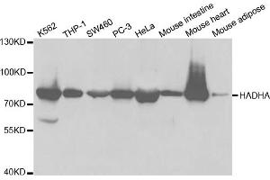 Western blot analysis of extracts of various cell lines, using HADHA antibody. (HADHA Antikörper)
