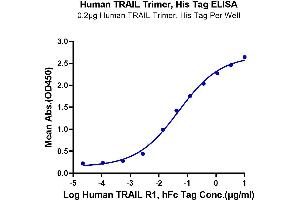 ELISA image for Tumor Necrosis Factor (Ligand) Superfamily, Member 10 (TNFSF10) (AA 118-281), (Trimer) protein (His-DYKDDDDK Tag) (ABIN7275775)