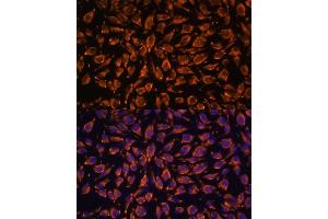 Immunofluorescence (IF) image for anti-Leucine Rich Repeat Containing 7 (LRRC7) (AA 730-890) antibody (ABIN6143347)