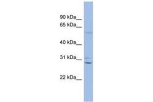 Image no. 1 for anti-Gap Junction Protein, beta 6, 30kDa (GJB6) (C-Term) antibody (ABIN6742704) (GJB6 Antikörper  (C-Term))