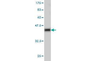 Western Blotting (WB) image for anti-F-Box and Leucine-Rich Repeat Protein 18 (FBXL18) (AA 1-110) antibody (ABIN566416)