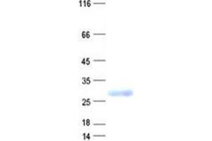 Validation with Western Blot (SLC25A48 Protein (His tag))